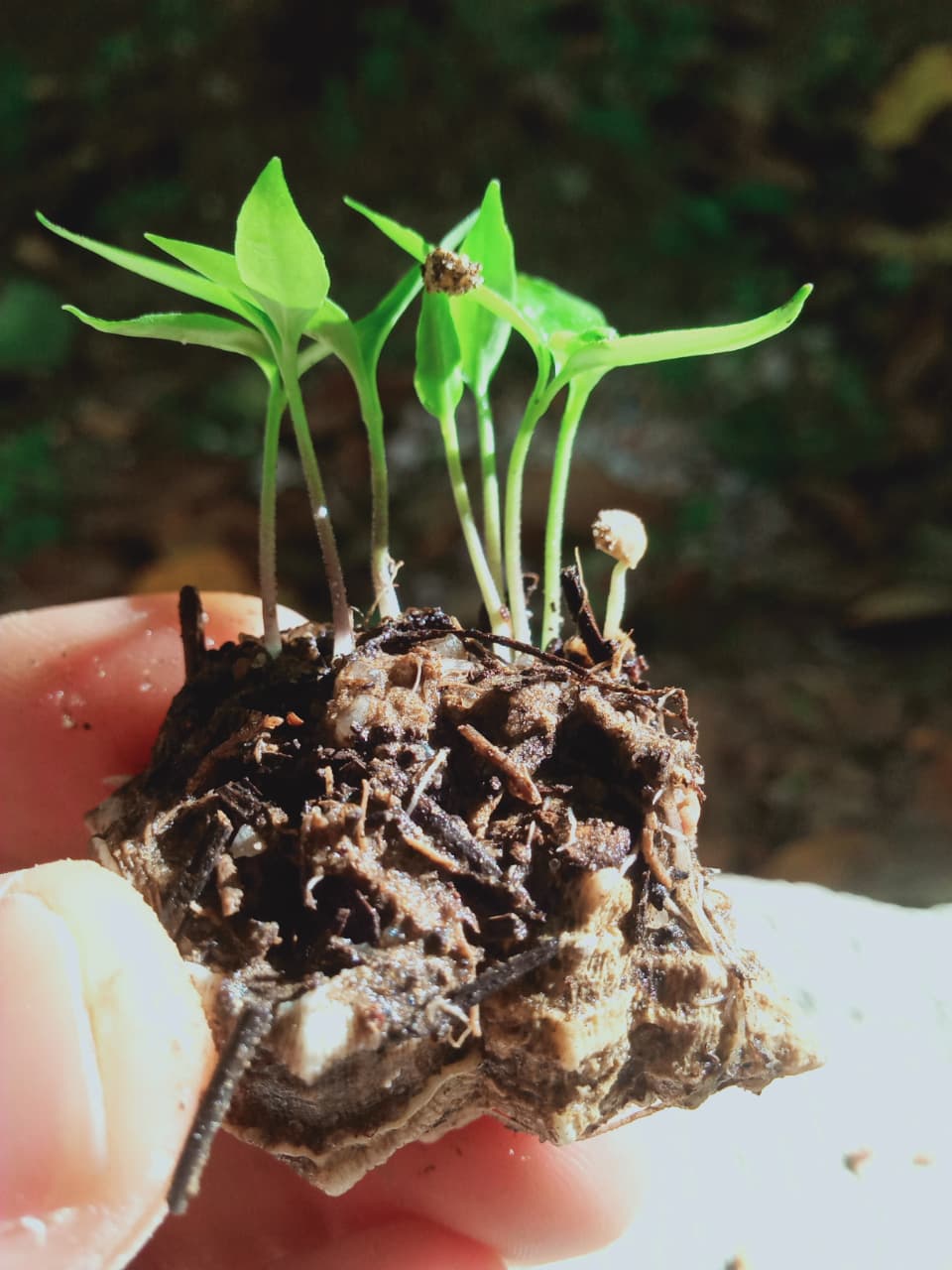 Composted residue