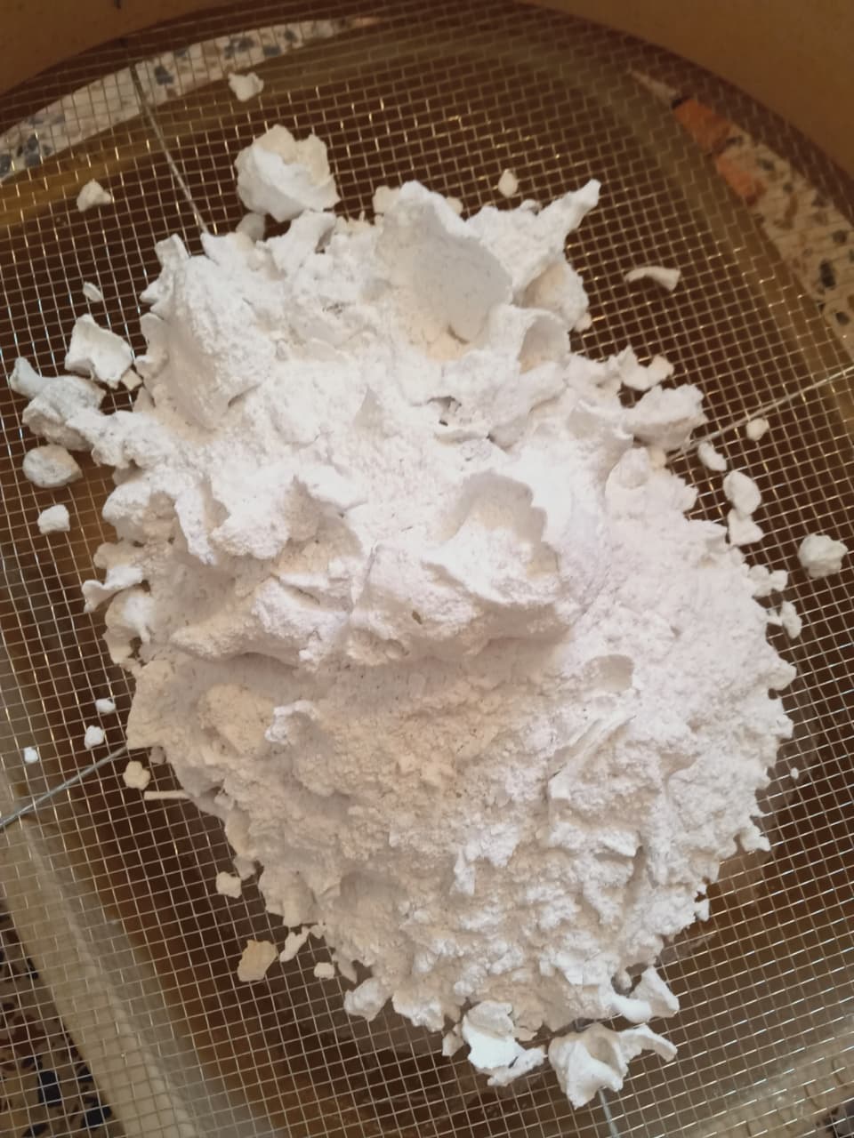 Raw Murex shell fragments