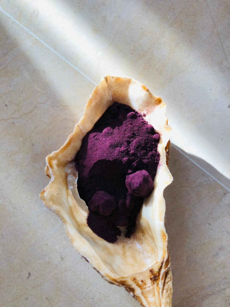 Murex snail shells — source of authentic Tyrian purple dye